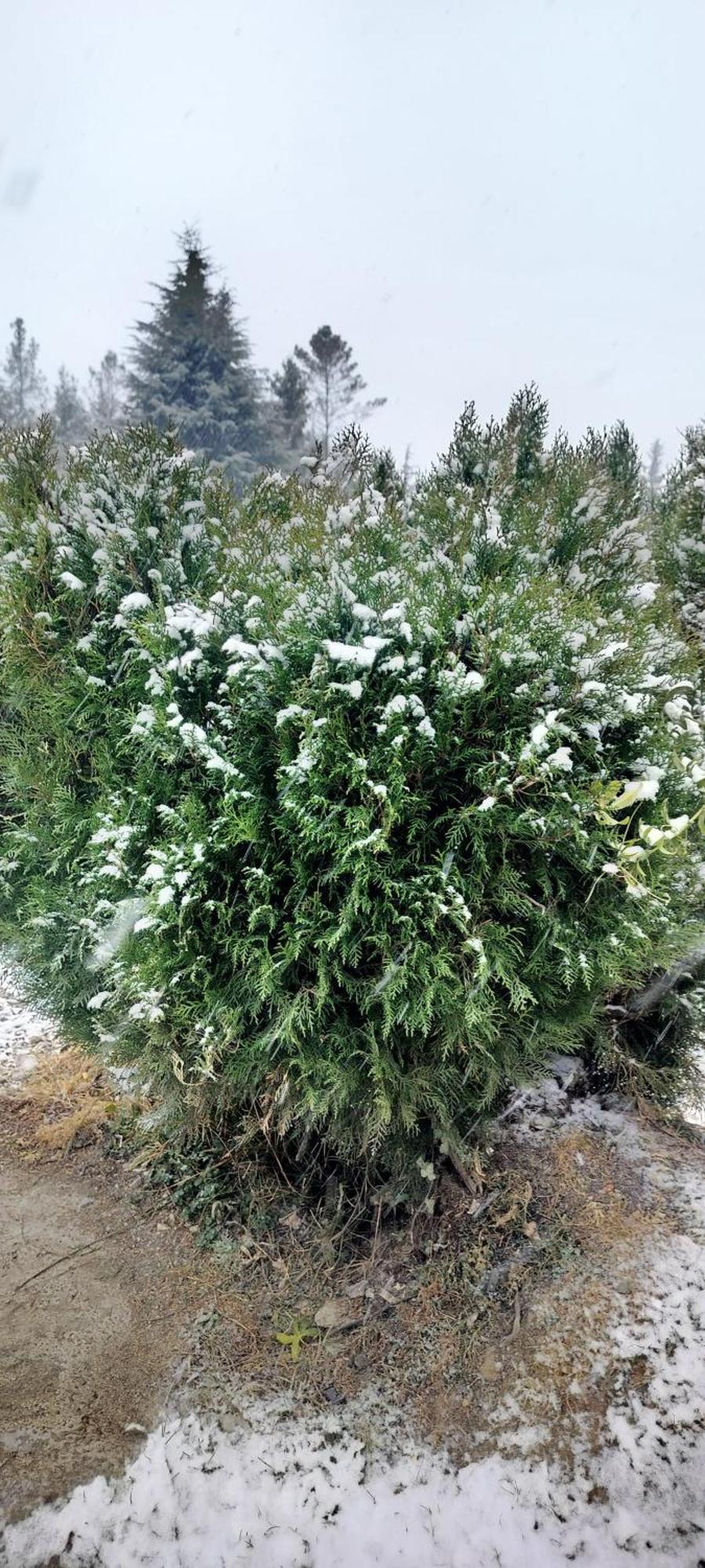 Апартаменты Tree Hub Jibhi Экстерьер фото